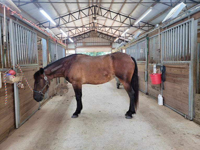 Mustang (amerikanisch) Stute 6 Jahre 142 cm Dunkelbrauner in Laceys Spring, AL