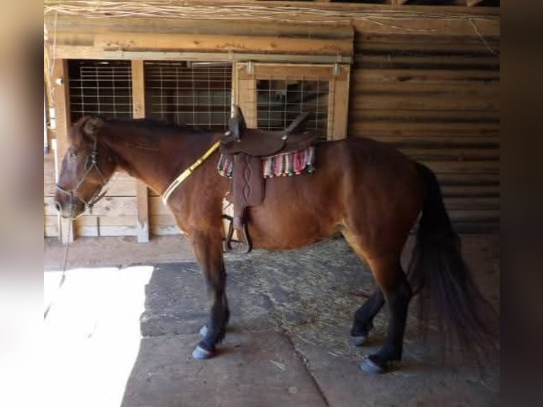 Mustang (amerikanisch) Stute 6 Jahre 142 cm Dunkelbrauner in Laceys Spring, AL