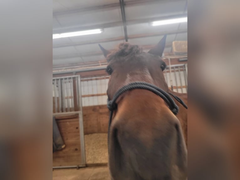 Mustang (amerikanisch) Stute 6 Jahre 142 cm Dunkelbrauner in Laceys Spring, AL