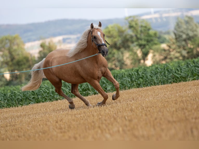 Mustang (amerikanisch) Stute 6 Jahre 145 cm Palomino in Borken