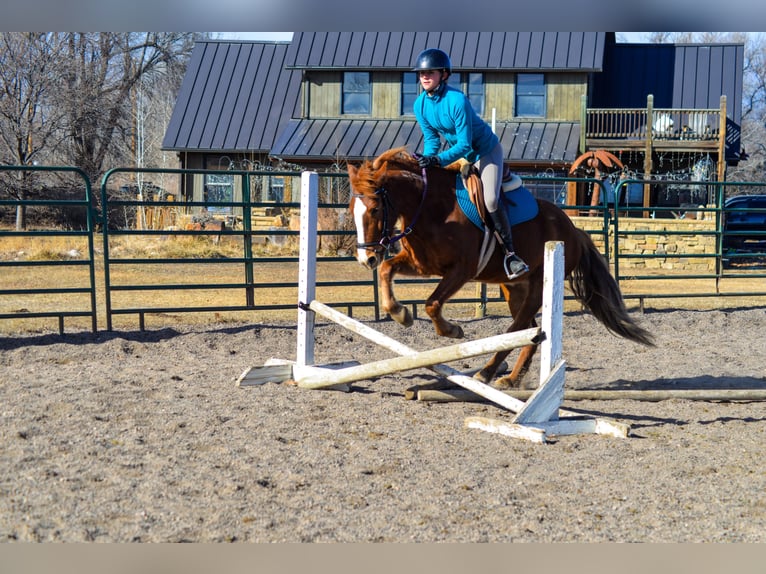 Mustang (amerikanisch) Stute 6 Jahre 145 cm Rotfuchs in Fort Collins