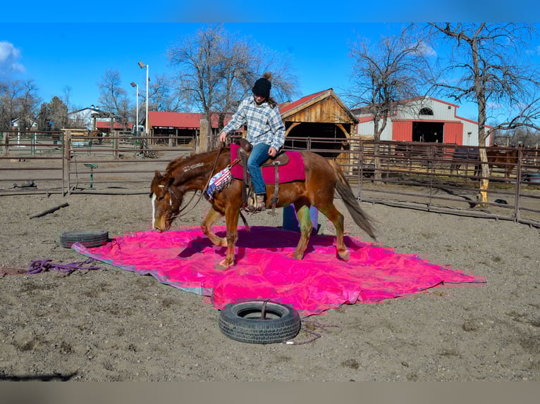 Mustang (amerikanisch) Stute 6 Jahre 145 cm Rotfuchs in Fort Collins Mustang (amerikanisch) Stute 6 Jahre 145 cm Rotfuchs in Fort Collins