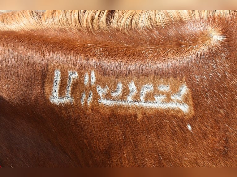Mustang (amerikanisch) Stute 6 Jahre 145 cm Rotfuchs in Fort Collins Mustang (amerikanisch) Stute 6 Jahre 145 cm Rotfuchs in Fort Collins