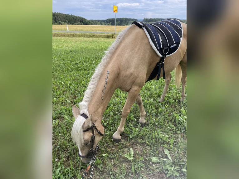 Mustang (amerikanisch) Stute 6 Jahre 147 cm Palomino in Selb