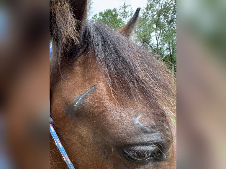 Mustang (amerikanisch) Stute 6 Jahre 147 cm Rotbrauner in Viroqua