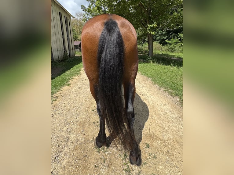Mustang (amerikanisch) Stute 6 Jahre 147 cm Rotbrauner in Viroqua