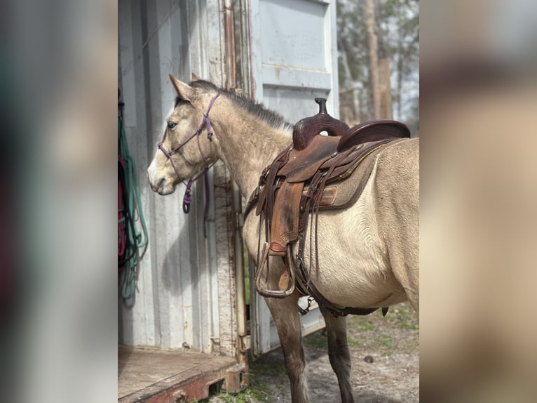 Mustang (amerikanisch) Stute 6 Jahre 148 cm Buckskin in Georgia