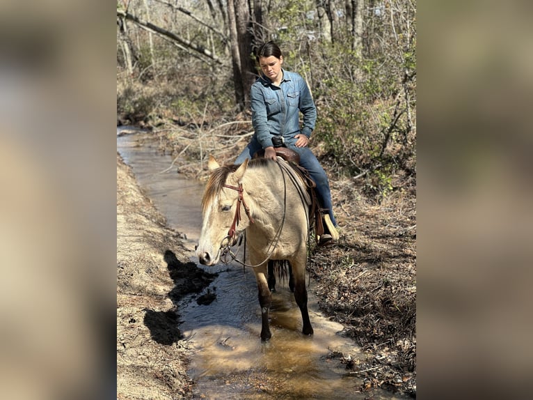 Mustang (amerikanisch) Stute 6 Jahre 148 cm Buckskin in Georgia