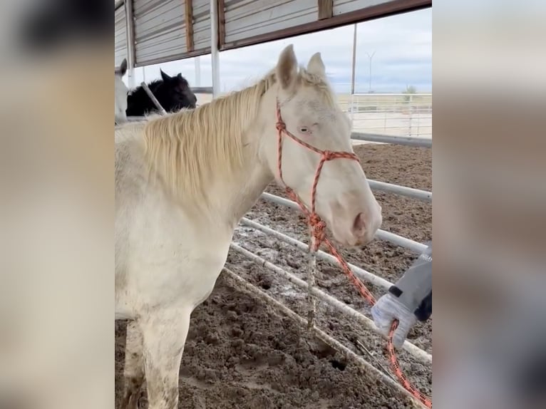 Mustang (amerikanisch) Stute 6 Jahre 153 cm Cremello in Taunusstein