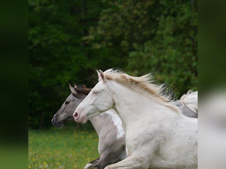 Mustang (amerikanisch) Stute 6 Jahre 153 cm Cremello in Taunusstein