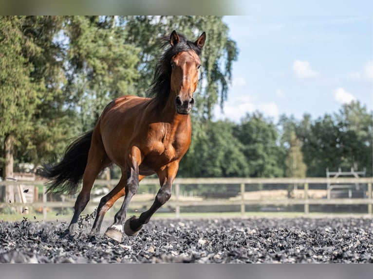 Mustang (amerikanisch) Stute 6 Jahre 156 cm Brauner in Landau an der Isar