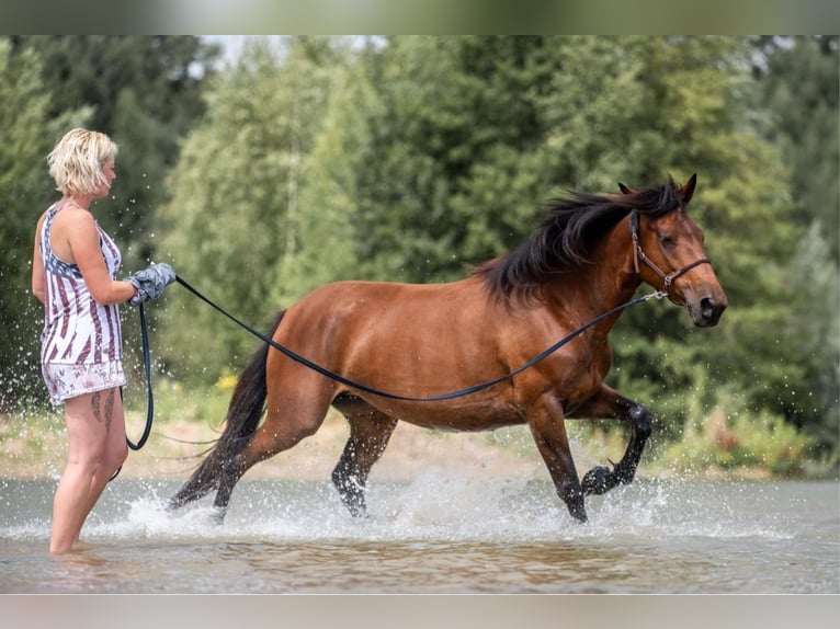 Mustang (amerikanisch) Stute 6 Jahre 156 cm Brauner in Landau an der Isar