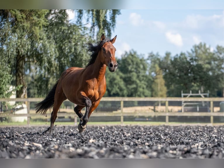 Mustang (amerikanisch) Stute 6 Jahre 156 cm Brauner in Landau an der Isar