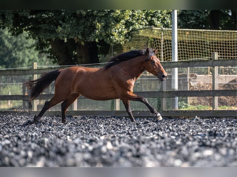 Mustang (amerikanisch) Stute 6 Jahre 156 cm Brauner in Landau an der Isar