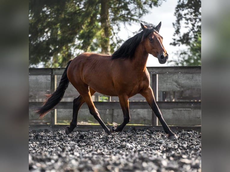 Mustang (amerikanisch) Stute 6 Jahre 156 cm Brauner in Landau an der Isar