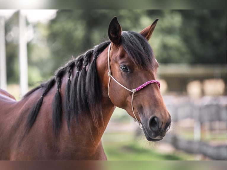 Mustang (amerikanisch) Stute 6 Jahre 156 cm Brauner in Landau an der Isar