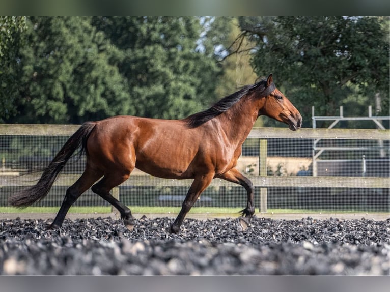 Mustang (amerikanisch) Stute 6 Jahre 156 cm Brauner in Landau an der Isar