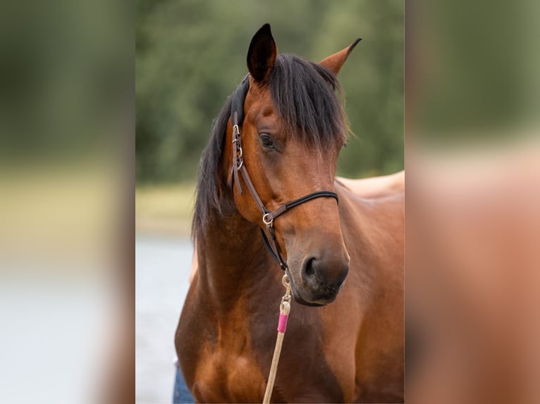 Mustang (amerikanisch) Stute 6 Jahre 156 cm Brauner in Landau an der Isar
