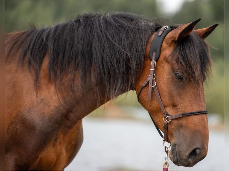 Mustang (amerikanisch) Stute 6 Jahre 156 cm Brauner in Landau an der Isar