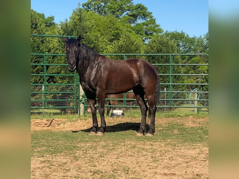 Mustang (amerikanisch) Stute 6 Jahre 157 cm Rappe in USA