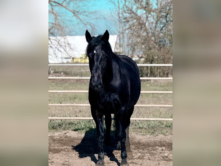 Mustang (amerikanisch) Stute 6 Jahre 160 cm Rappe in 000