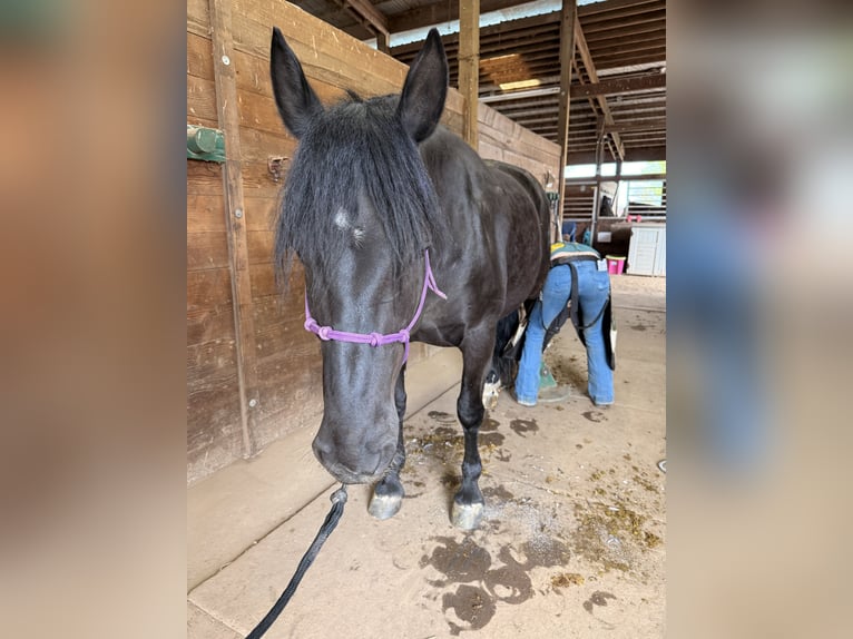 Mustang (amerikanisch) Stute 6 Jahre 160 cm Rappe in 000