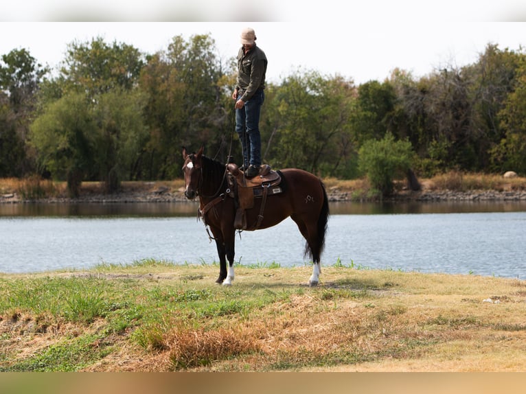 Mustang (amerikanisch) Stute 6 Jahre Rotbrauner in Kaufman