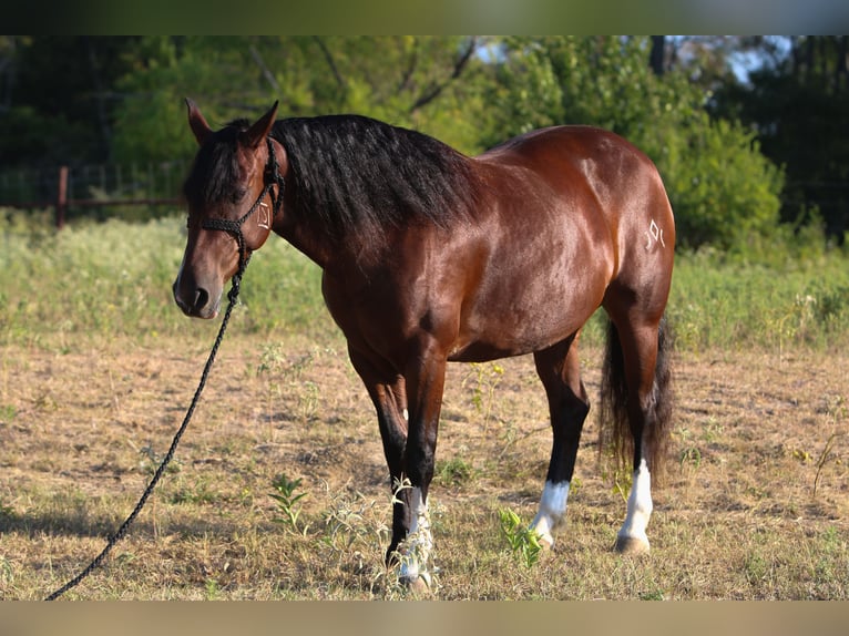Mustang (amerikanisch) Stute 6 Jahre Rotbrauner in Kaufman