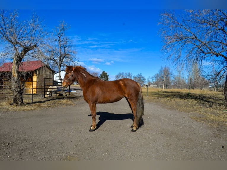 Mustang (amerikanisch) Stute 7 Jahre 142 cm Rotfuchs in Fort Collins