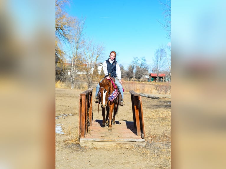 Mustang (amerikanisch) Stute 7 Jahre 142 cm Rotfuchs in Fort Collins