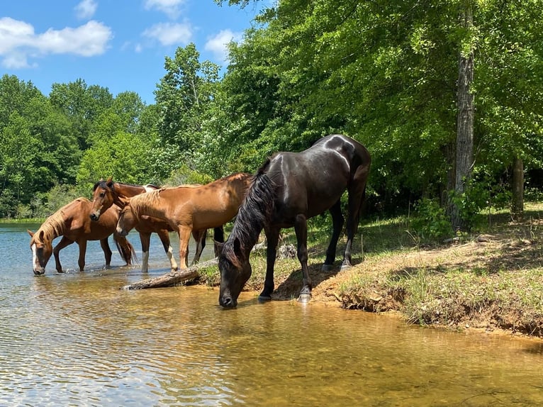 Mustang (amerikanisch) Stute 7 Jahre 157 cm Rappe in USA
