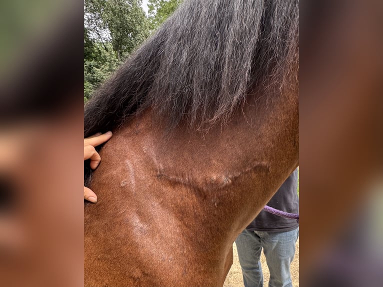 Mustang (amerikanisch) Stute 8 Jahre 142 cm Rotbrauner in Viroqua