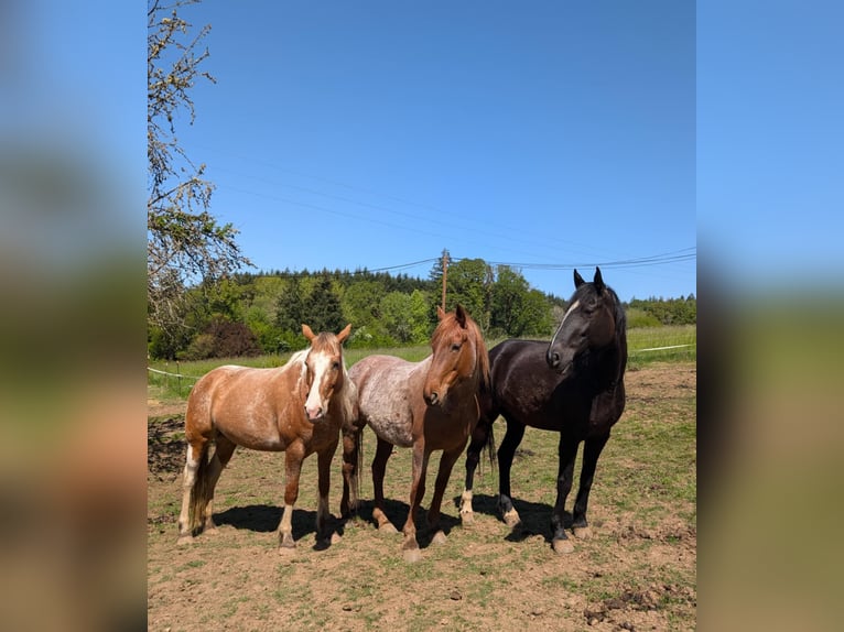 Mustang (amerikanisch) Stute 8 Jahre Roan-Red in USA