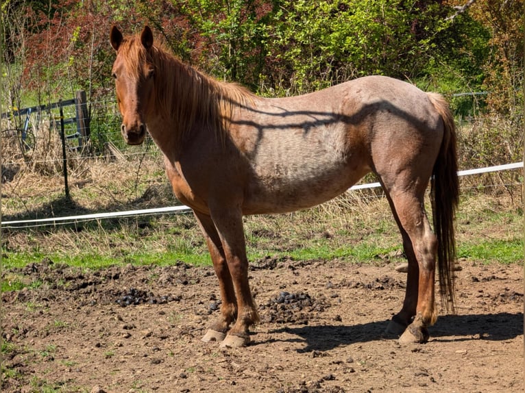 Mustang (amerikanisch) Stute 8 Jahre Roan-Red in USA