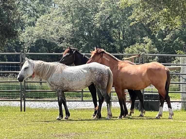 Mustang (amerikanisch) Stute 9 Jahre 146 cm Apfelschimmel in Lyons
