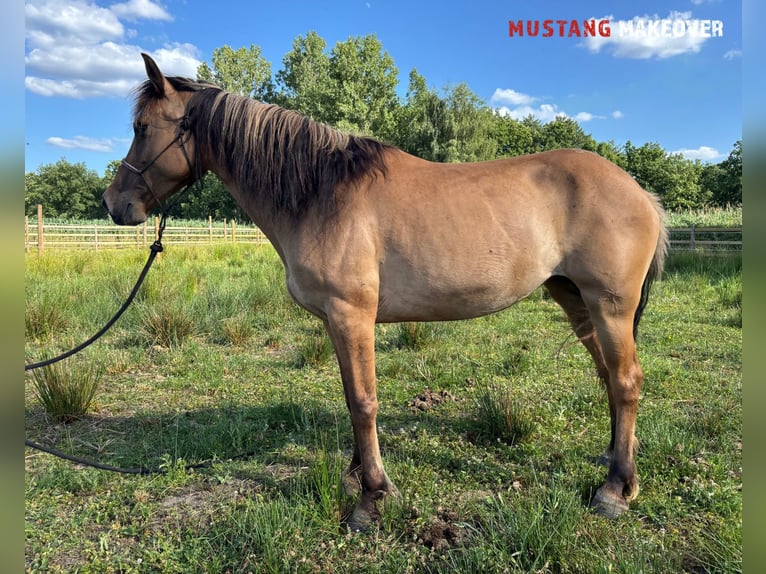 Mustang (amerikanisch) Stute 9 Jahre 147 cm Falbe in Kasterlee