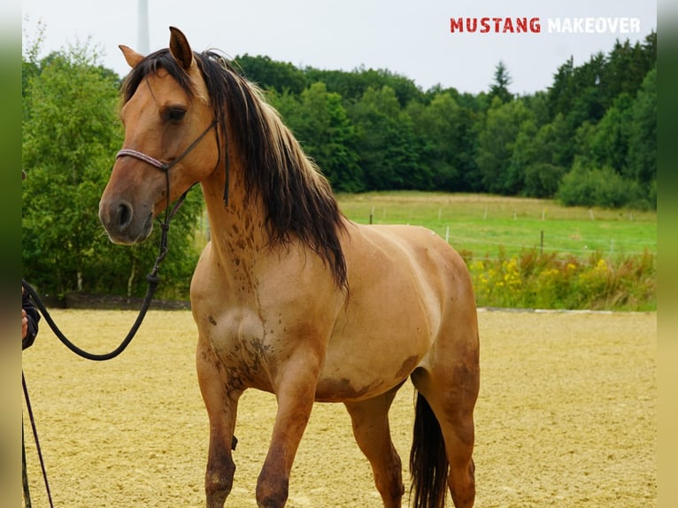 Mustang (amerikanisch) Stute 9 Jahre 147 cm Falbe in Kasterlee
