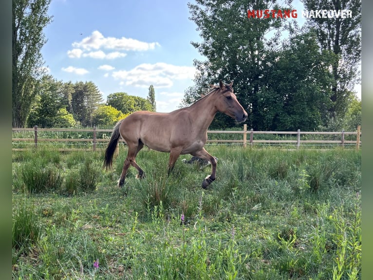 Mustang (amerikanisch) Stute 9 Jahre 147 cm Falbe in Kasterlee
