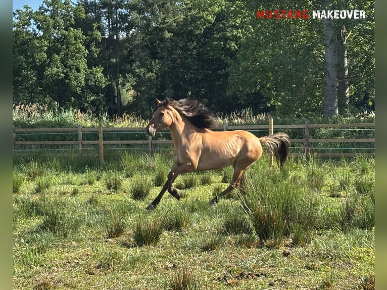 Mustang (amerikanisch) Stute 9 Jahre 147 cm Falbe in Kasterlee
