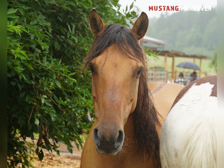 Mustang (amerikanisch) Stute 9 Jahre 147 cm Falbe in Kasterlee
