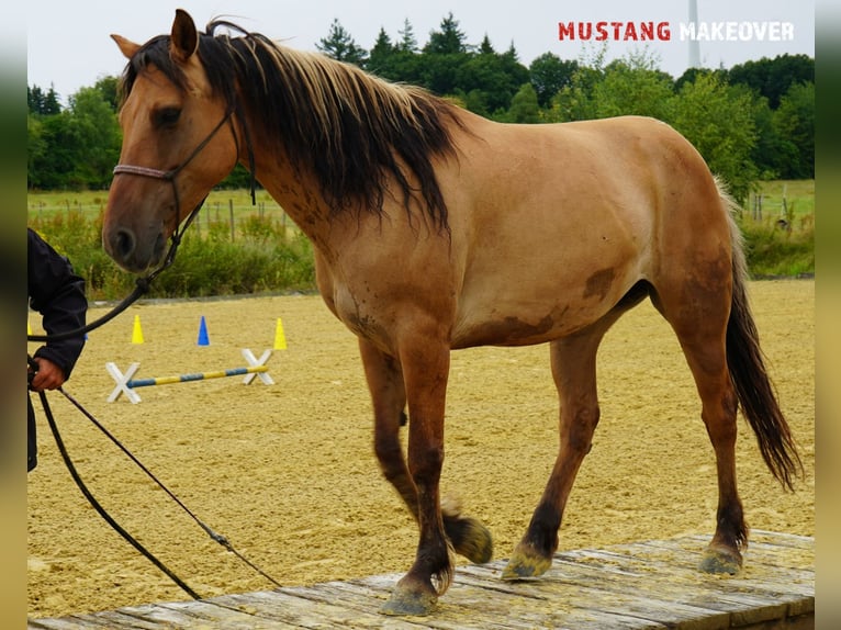 Mustang (amerikanisch) Stute 9 Jahre 147 cm Falbe in Kasterlee