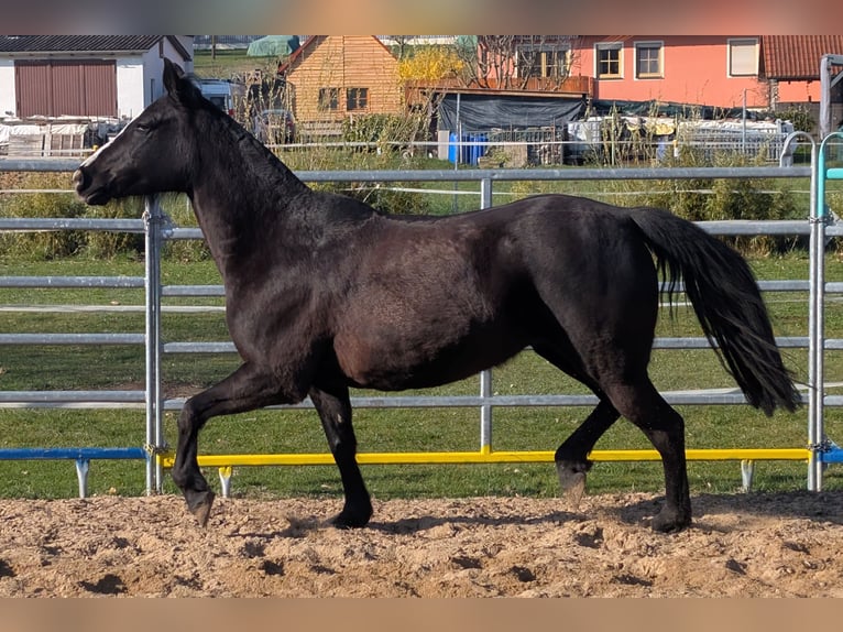 Mustang (amerikanisch) Mix Stute 9 Jahre 150 cm Rappe in Leutenbach