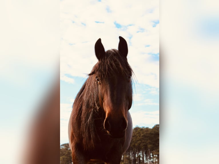 Mustang (amerikanisch) Stute 9 Jahre 152 cm Roan-Bay in Boaz Alabama