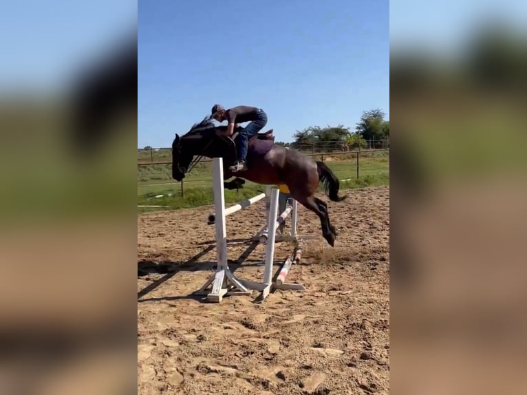 Mustang (amerikanisch) Stute 9 Jahre 152 cm Roan-Bay in Boaz Alabama