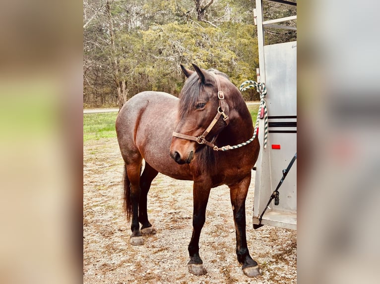 Mustang (amerikanisch) Stute 9 Jahre 152 cm Roan-Bay in Boaz Alabama