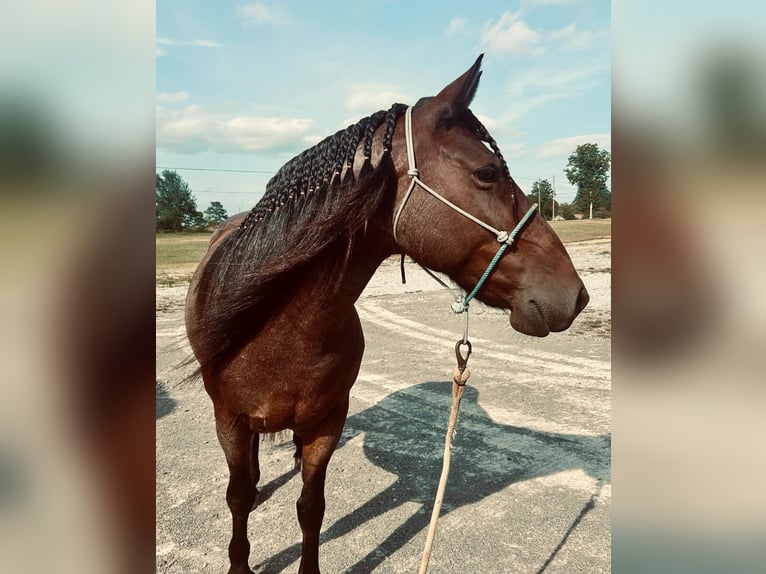 Mustang (amerikanisch) Stute 9 Jahre 152 cm Roan-Bay in Boaz Alabama