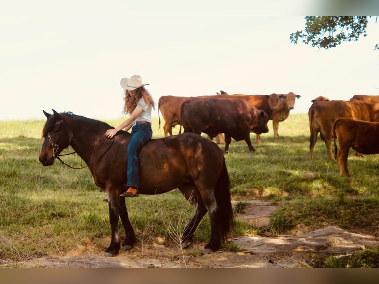 Mustang (amerikanisch) Stute 9 Jahre 152 cm Roan-Bay in Boaz Alabama