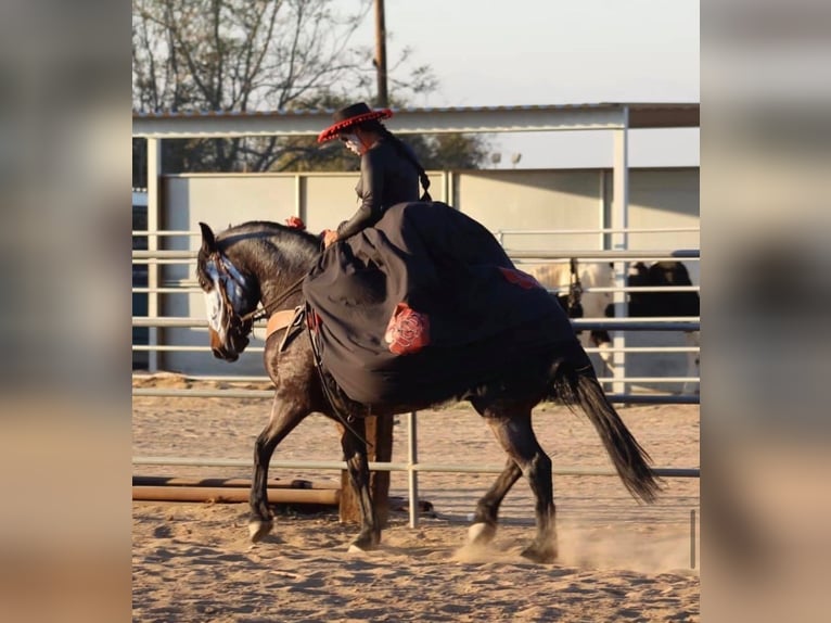 Mustang (amerikanisch) Stute 9 Jahre 152 cm Roan-Bay in Boaz Alabama