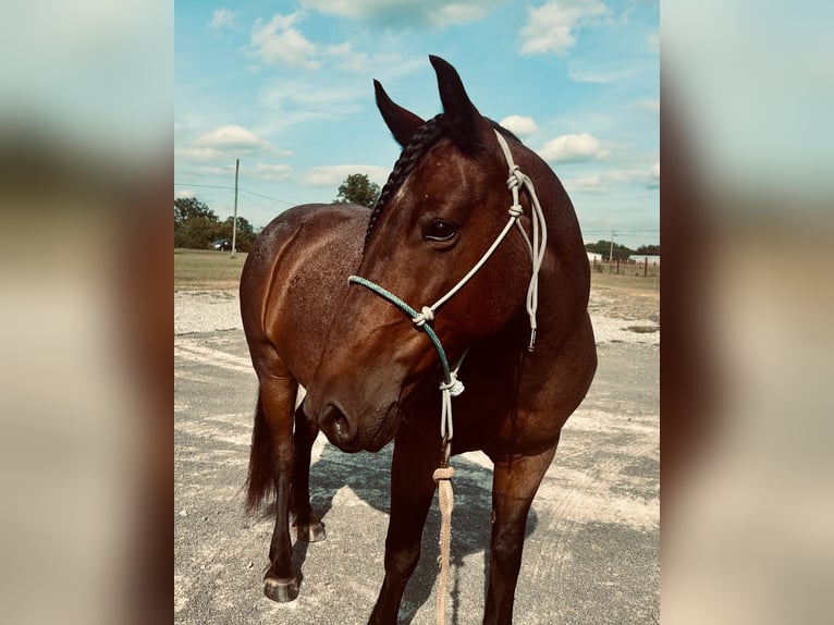 Mustang (amerikanisch) Stute 9 Jahre 152 cm Roan-Bay in Boaz Alabama