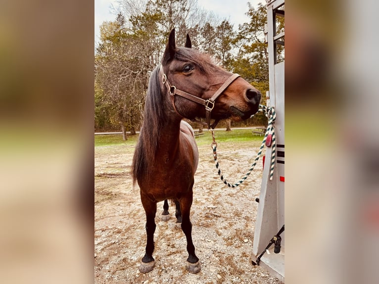 Mustang (amerikanisch) Stute 9 Jahre 152 cm Roan-Bay in Boaz Alabama